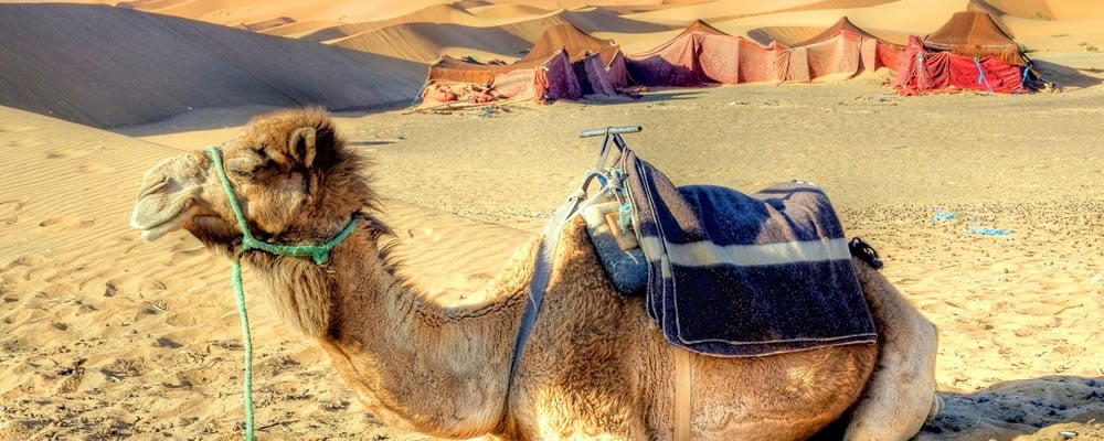 Camping in africa