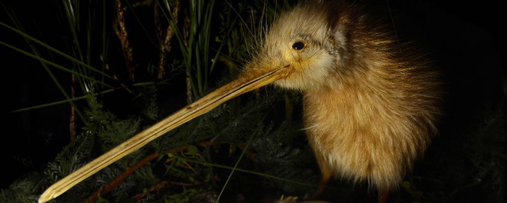 New Zealand wildlife