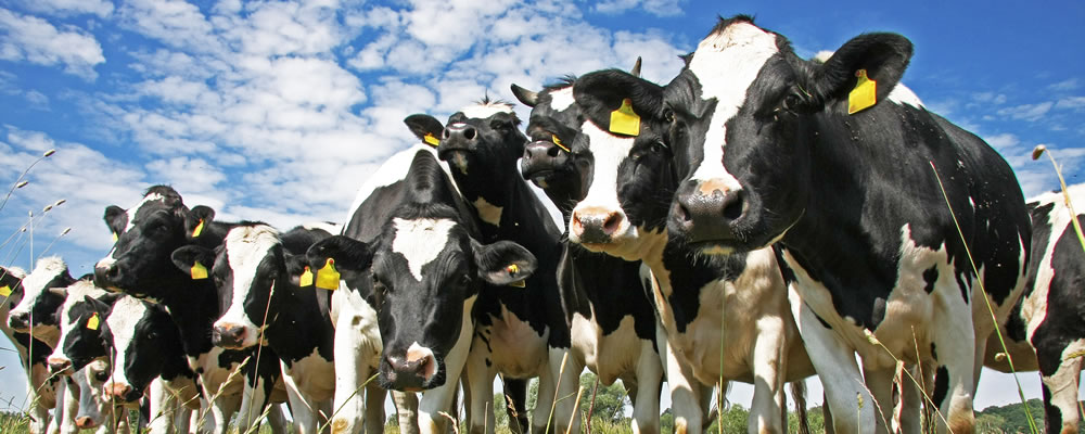 invest in dairy farms