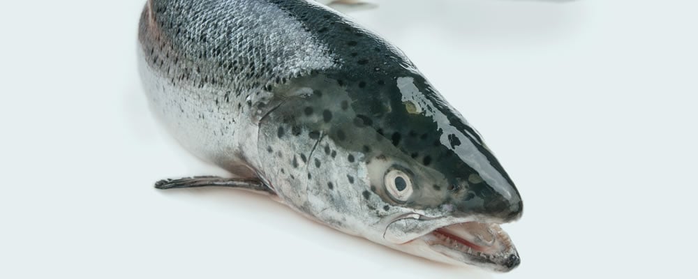 salmon